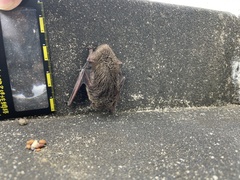 Pipistrellus abramus