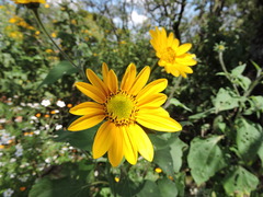 Tithonia