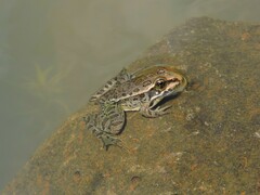 Lithobates neovolcanicus