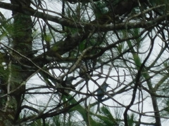 Dicrurus leucophaeus