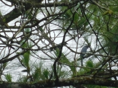 Dicrurus leucophaeus