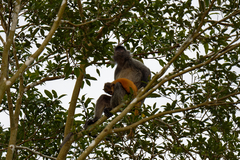 Trachypithecus cristatus