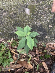 Ficus erecta beecheyana
