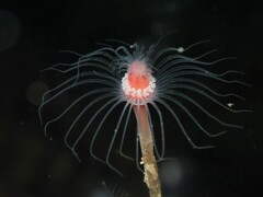 Ectopleura