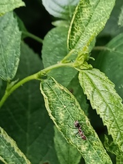 Camponotus rufoglaucus