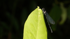 Onychargia atrocyana