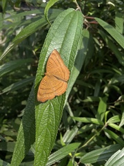 Pseudergolis wedah