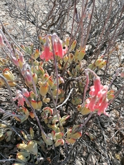 Cotyledon