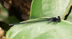 Onychargia atrocyana