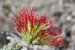 Melaleuca cinerea