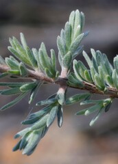 Melaleuca cinerea