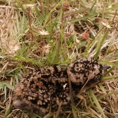 Vanellus coronatus