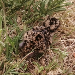 Vanellus coronatus