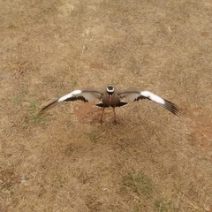 Vanellus coronatus