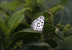 Tajuria maculata