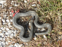 Nerodia sipedon insularum