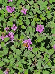 Hylephila phyleus