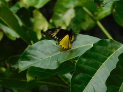 Troides amphrysus