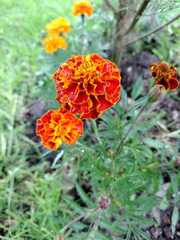 Tagetes patula