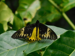 Troides amphrysus