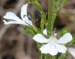 Scaevola lanceolata