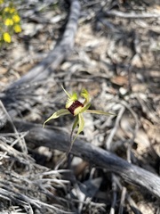 Caladenia stricta