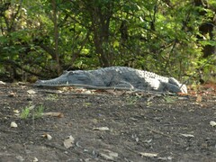 Crocodylus johnstoni
