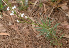 Scaevola lanceolata
