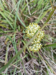 Xysmalobium involucratum