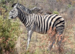 Equus quagga
