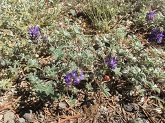 Lupinus lepidus