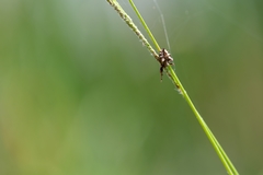 Acanthepeira