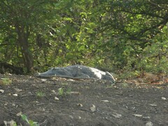 Crocodylus johnstoni