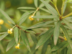 Pittosporum bicolor