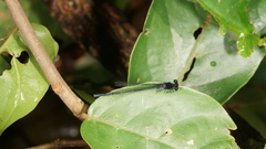 Onychargia atrocyana