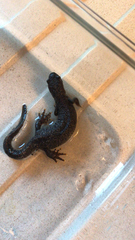 Triturus cristatus