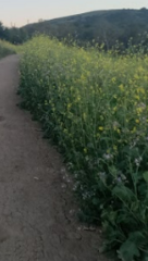 Arabidella nasturtium