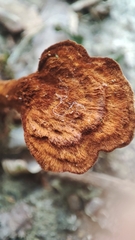 Pycnoporellus fulgens