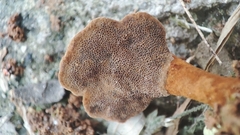 Pycnoporellus fulgens