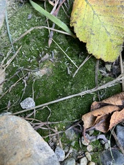 Dicranella heteromalla