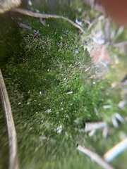 Dicranella heteromalla