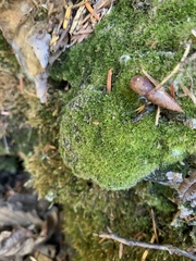 Dicranella heteromalla