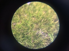 Dicranella heteromalla