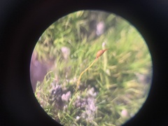 Dicranella heteromalla