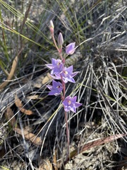 Thelymitra alcockiae