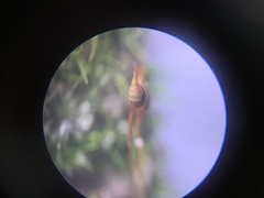 Dicranella heteromalla