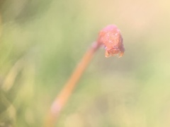 Dicranella heteromalla