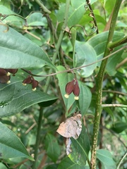 Dioscorea transversa