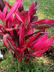 Cordyline fruticosa