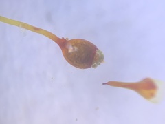 Dicranella heteromalla